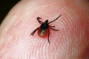 Тактика при укусе клеща у ребенка Тактика при укусе клеща у ребенка